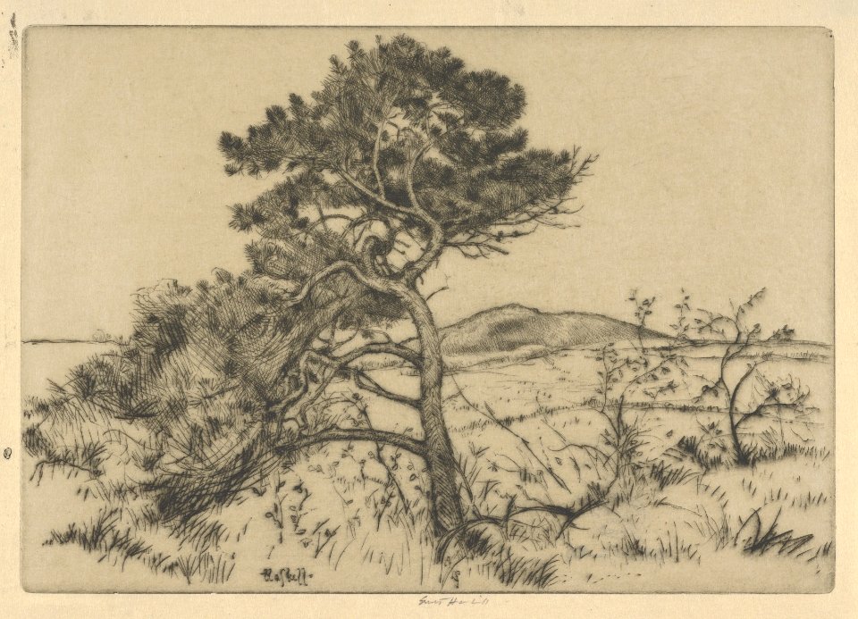Popham Pines MET DP845660