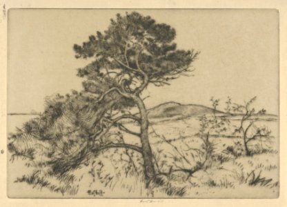 Popham Pines MET DP845660