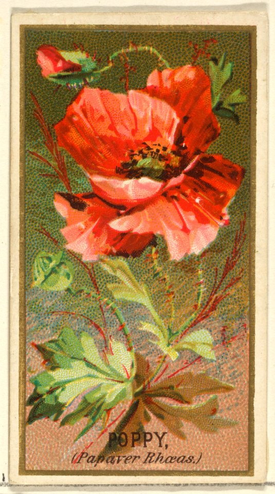 Poppy (Papaver Rhoeas), from the Flowers series for Old Judge Cigarettes MET DP822007