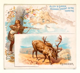 Reindeer, from Quadrupeds series (N41) for Allen & Ginter Cigarettes MET DP839233
