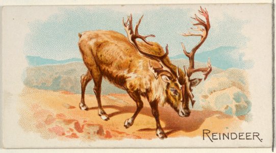 Reindeer, from the Quadrupeds series (N21) for Allen & Ginter Cigarettes MET DP835141