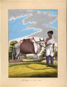 Puckaly in Moor Cast, from Indian Trades and Castes MET DP807537