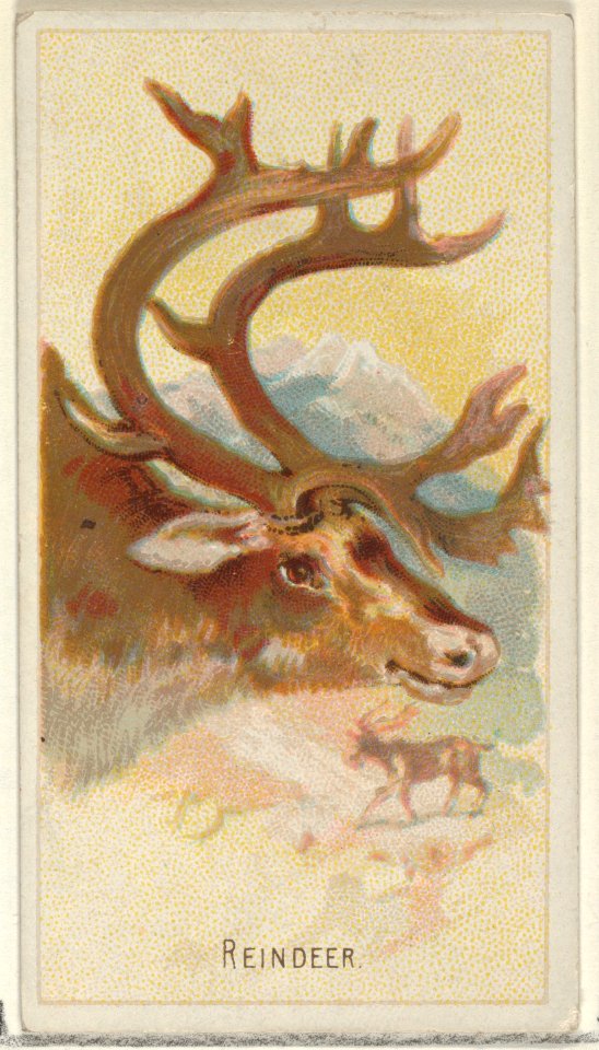 Reindeer, from the Wild Animals of the World series (N25) for Allen & Ginter Cigarettes MET DP836507