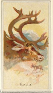 Reindeer, from the Wild Animals of the World series (N25) for Allen & Ginter Cigarettes MET DP836507