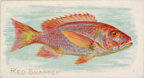 Red Snapper, from the Fish from American Waters series (N8) for Allen & Ginter Cigarettes Brands MET DP830405