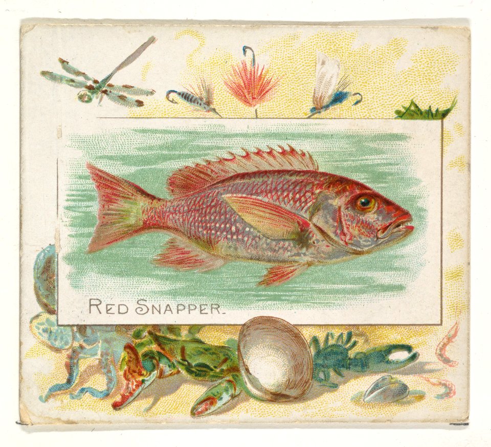 Red Snapper, from Fish from American Waters series (N39) for Allen & Ginter Cigarettes MET DP839106