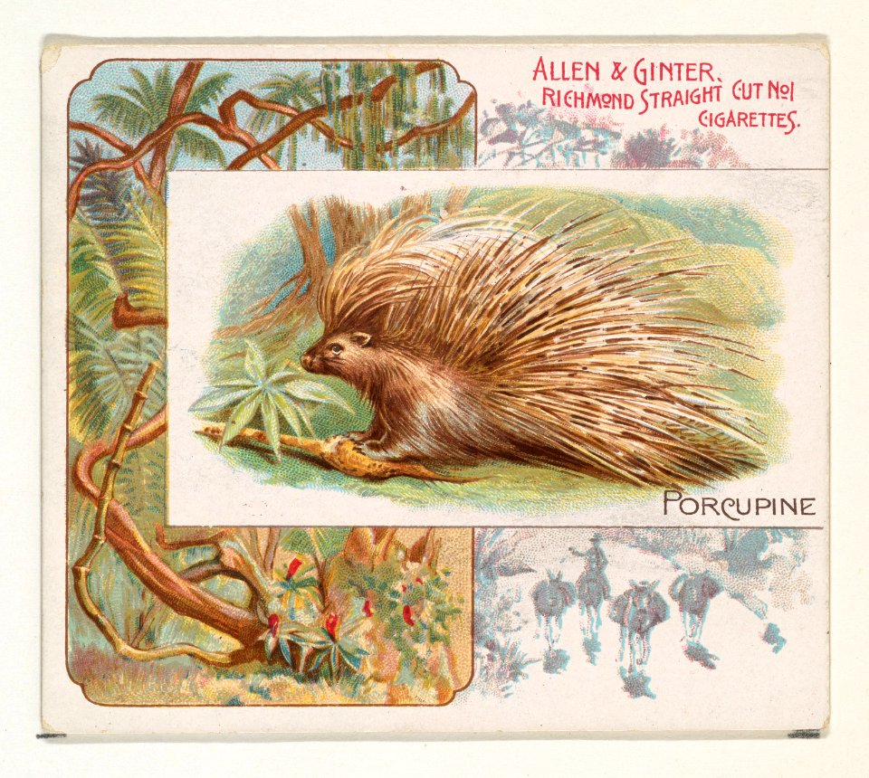 Porcupine, from Quadrupeds series (N41) for Allen & Ginter Cigarettes MET DP839228