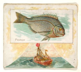 Porgy, from Fish from American Waters series (N39) for Allen & Ginter Cigarettes MET DP839105