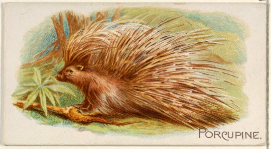 Porcupine, from the Quadrupeds series (N21) for Allen & Ginter Cigarettes MET DP835136