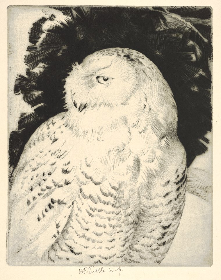 Portrait- Snowy Owl MET DP832887