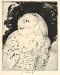 Portrait- Snowy Owl MET DP832887