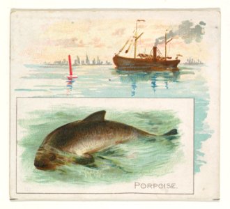 Porpoise, from Fish from American Waters series (N39) for Allen & Ginter Cigarettes MET DP839104