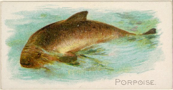 Porpoise, from the Fish from American Waters series (N8) for Allen & Ginter Cigarettes Brands MET DP830404