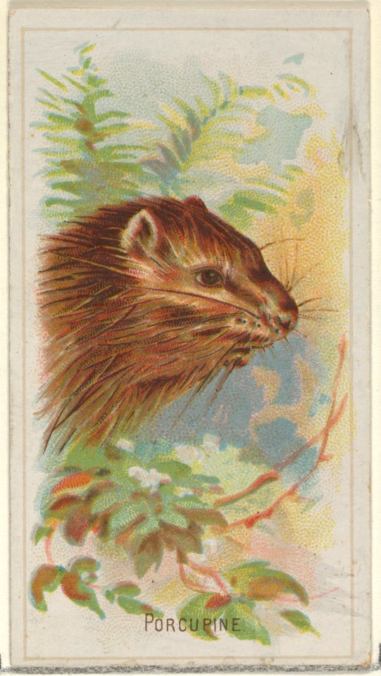 Porcupine, from the Wild Animals of the World series (N25) for Allen & Ginter Cigarettes MET DP836505