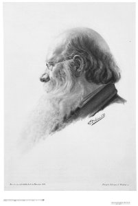 Portrait Head of a Man MET 4577