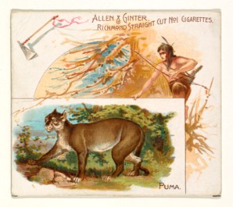 Puma, from Quadrupeds series (N41) for Allen & Ginter Cigarettes MET DP839231