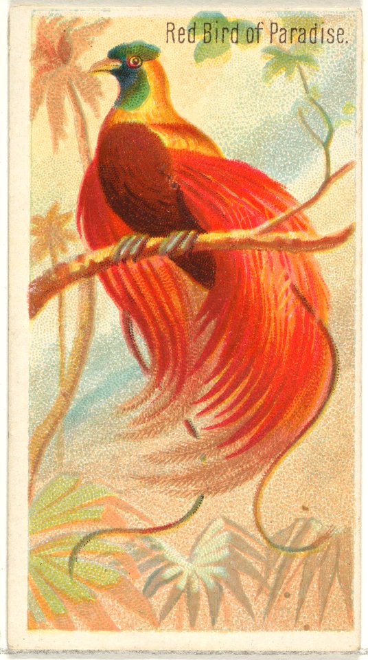 Red Bird of Paradise, from the Birds of the Tropics series (N5) for Allen & Ginter Cigarettes Brands MET DP829136