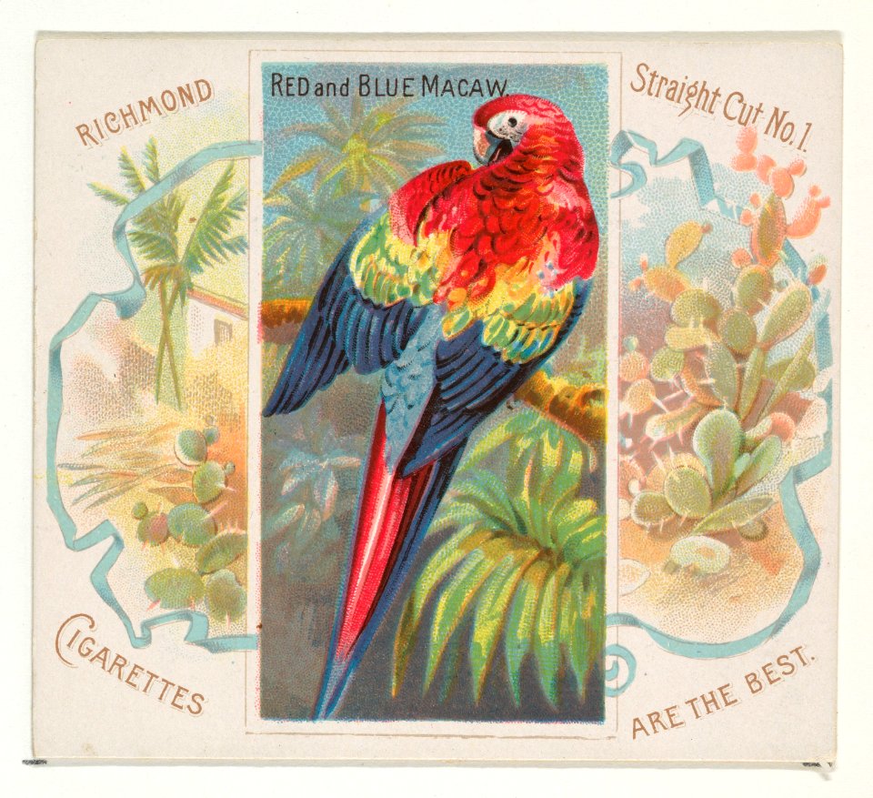 Red and Blue Macaw, from Birds of the Tropics series (N38) for Allen & Ginter Cigarettes MET DP839039
