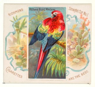 Red and Blue Macaw, from Birds of the Tropics series (N38) for Allen & Ginter Cigarettes MET DP839039