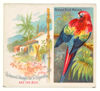 Red and Blue Macaw, from Birds of the Tropics series (N38) for Allen & Ginter Cigarettes MET DP839040