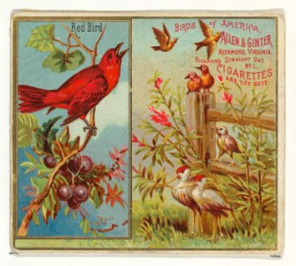 Red Bird, from the Birds of America series (N37) for Allen & Ginter Cigarettes MET DP838991
