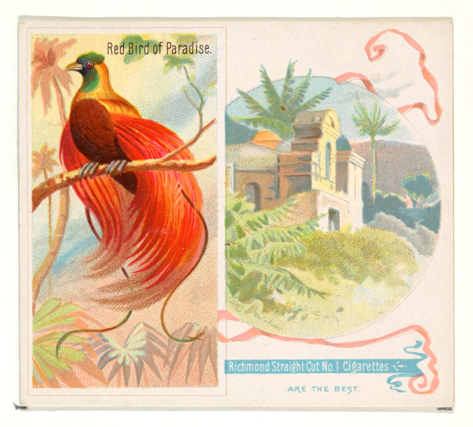 Red Bird of Paradise, from Birds of the Tropics series (N38) for Allen & Ginter Cigarettes MET DP839041