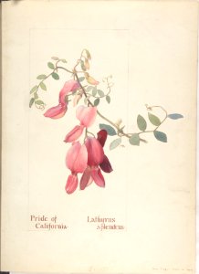 Pride of California, Lathyrus Splendens MET DP808314