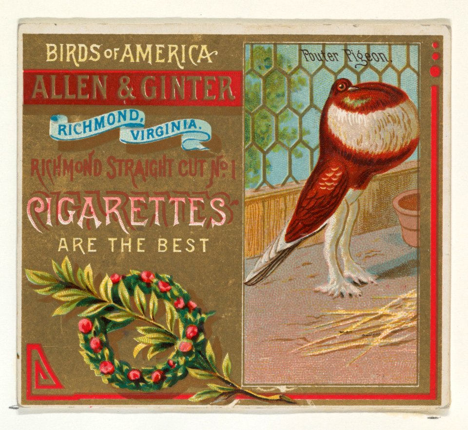 Pouter Pigeon, from the Birds of America series (N37) for Allen & Ginter Cigarettes MET DP838989