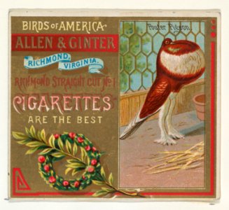 Pouter Pigeon, from the Birds of America series (N37) for Allen & Ginter Cigarettes MET DP838989