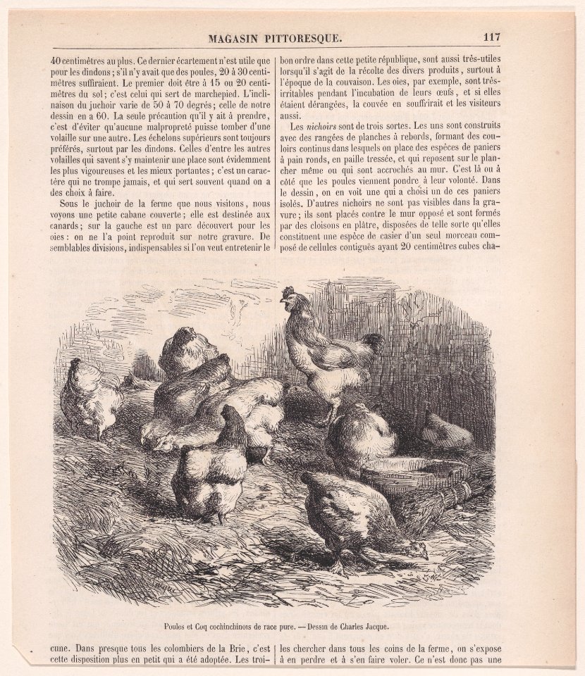 Poules et Coq cochinchinois de race pure; from Magasin Pittoresque Met DP888856