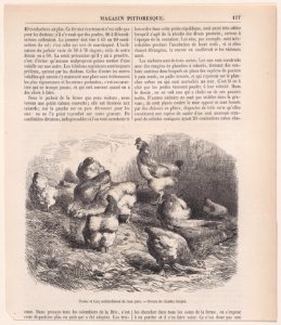 Poules et Coq cochinchinois de race pure; from Magasin Pittoresque Met DP888856