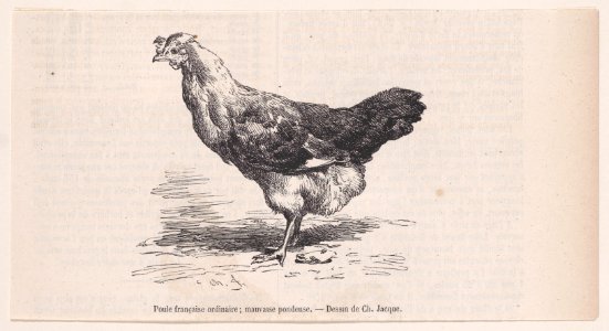 Poule française ordinaire; mauvaise pondeuse Met DP888852