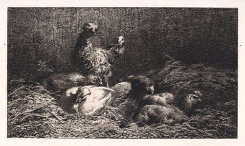 Poules Met DP888898