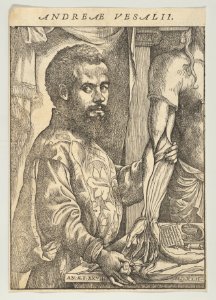 Portrait of Andreas Vesalius, half-length in profile standing in front of a table dissecting the arm of a body; frontispiece to Andreas Vesalius 'De humani corporis fabrica libri septem' MET DP853465