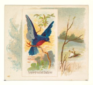 Purple-breasted Chatterer, from the Song Birds of the World series (N42) for Allen & Ginter Cigarettes MET DP839276