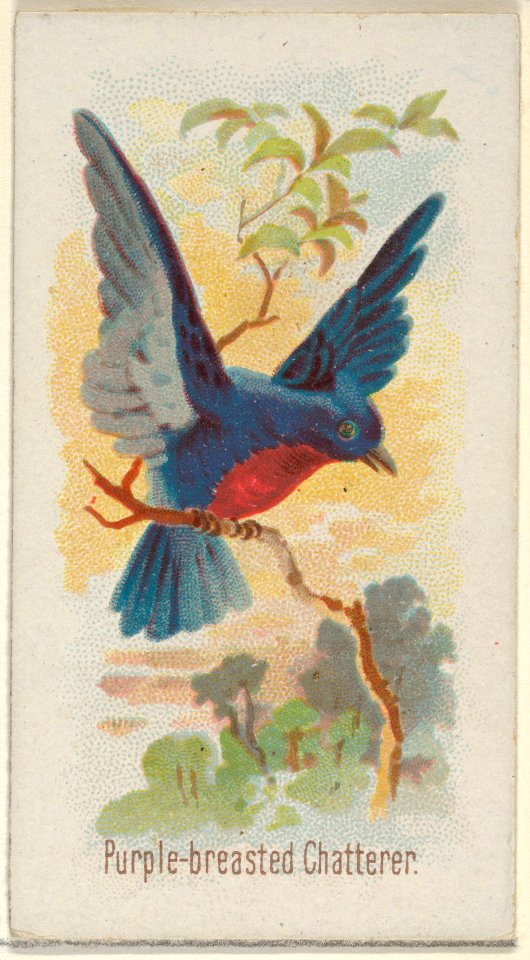 Purple-breasted Chatterer, from the Song Birds of the World series (N23) for Allen & Ginter Cigarettes MET DP835291