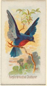 Purple-breasted Chatterer, from the Song Birds of the World series (N23) for Allen & Ginter Cigarettes MET DP835291