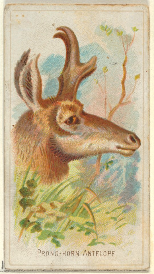 Prong-Horn Antelope, from the Wild Animals of the World series (N25) for Allen & Ginter Cigarettes MET DP836502