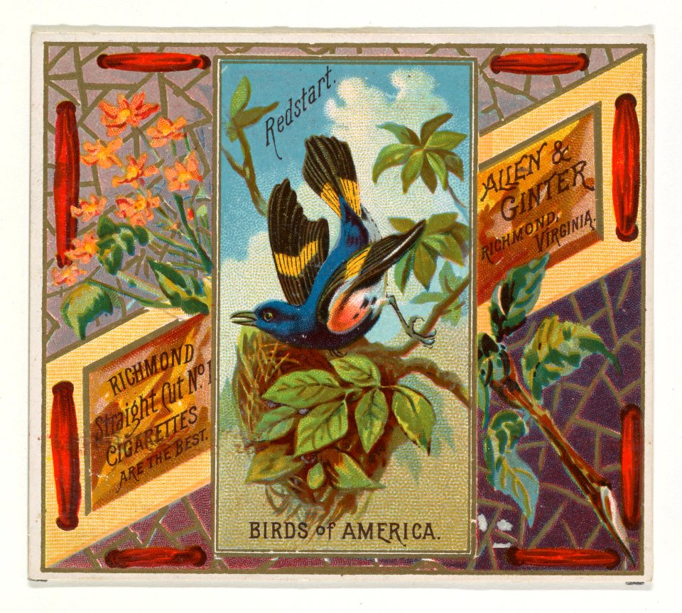 Redstart, from the Birds of America series (N37) for Allen & Ginter Cigarettes MET DP838992