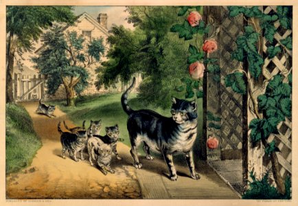 Pussy's Return MET DT257847