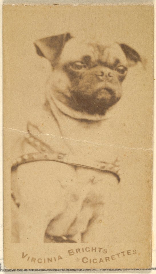 Pug, from the Dogs series (N47) for Virginia Brights Cigarettes MET DP831746