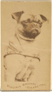 Pug, from the Dogs series (N47) for Virginia Brights Cigarettes MET DP831746