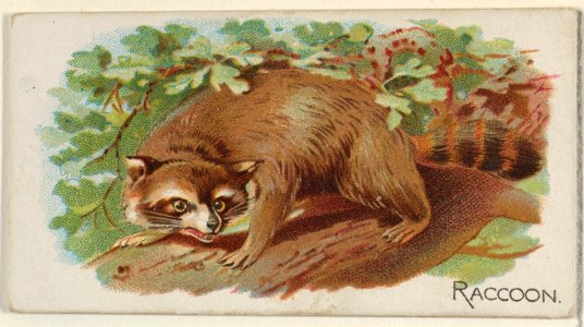 Raccoon, from the Quadrupeds series (N21) for Allen & Ginter Cigarettes MET DP835140