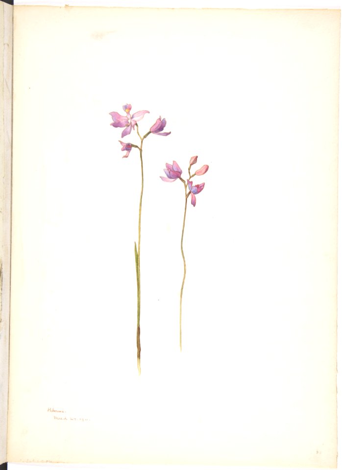 Purple Orchids or Lilies MET DP808552