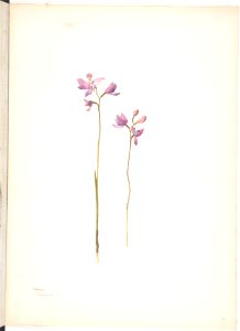 Purple Orchids or Lilies MET DP808552