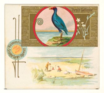 Purple Gallinule, from the Game Birds series (N40) for Allen & Ginter Cigarettes MET DP839176