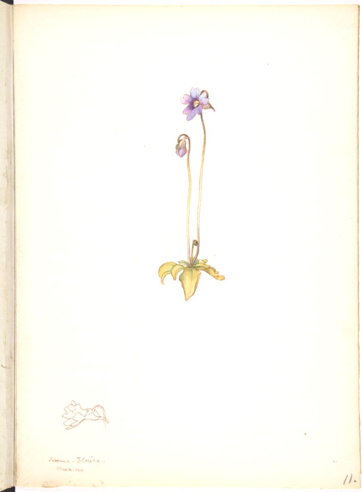 Purple Pinguicula MET DP808551