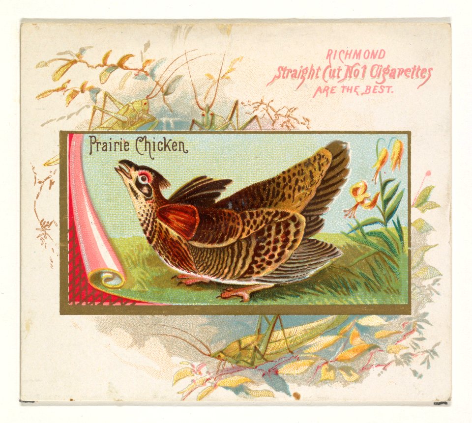 Prairie Chicken, from the Game Birds series (N40) for Allen & Ginter Cigarettes MET DP839175