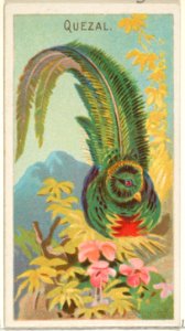 Quetzal, from the Birds of the Tropics series (N5) for Allen & Ginter Cigarettes Brands MET DP829124
