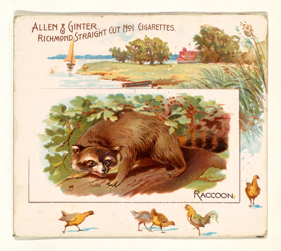 Raccoon, from Quadrupeds series (N41) for Allen & Ginter Cigarettes MET DP839232